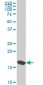 RPS23 Antibody (monoclonal) (M02)